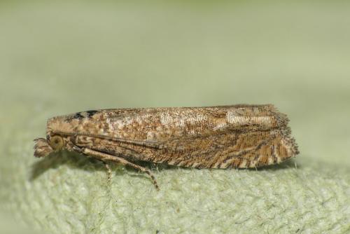 Pelochrista sp.